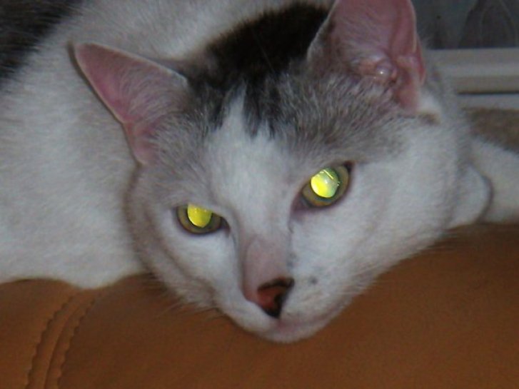 Picture of a cat / kitten / feline