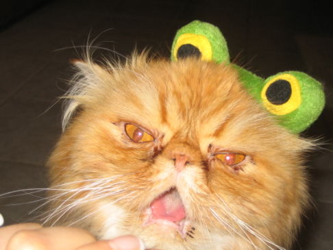 Picture of a cat / kitten / feline