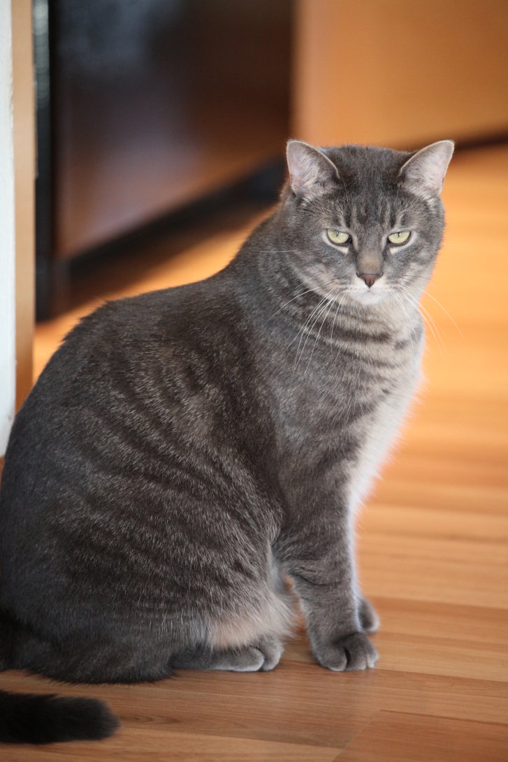 Picture of a cat / kitten / feline