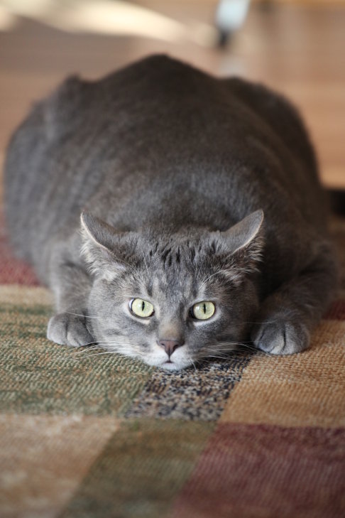 Picture of a cat / kitten / feline