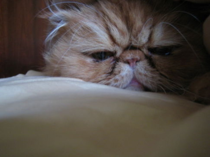 Picture of a cat / kitten / feline