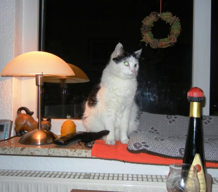 Picture of a cat / kitten / feline