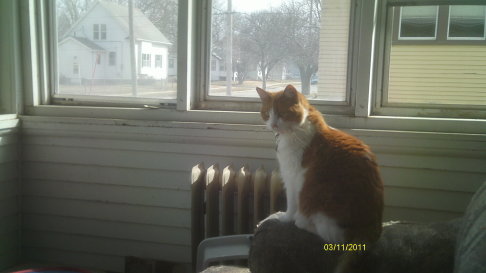 Picture of a cat / kitten / feline