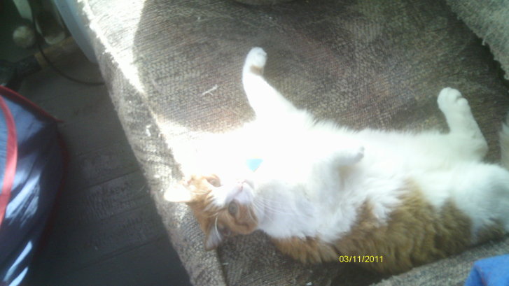 Picture of a cat / kitten / feline