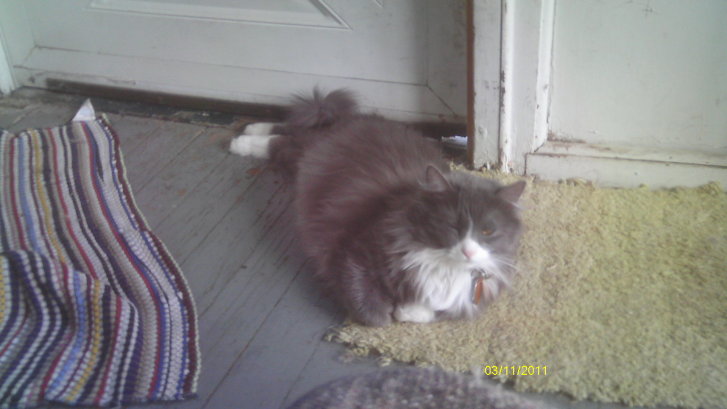 Picture of a cat / kitten / feline