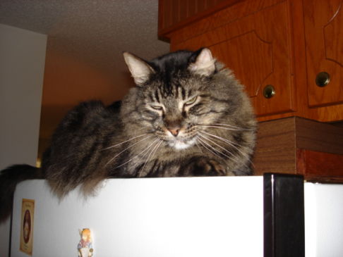 Picture of a cat / kitten / feline