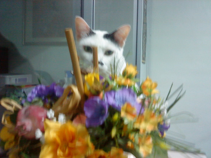 Picture of a cat / kitten / feline