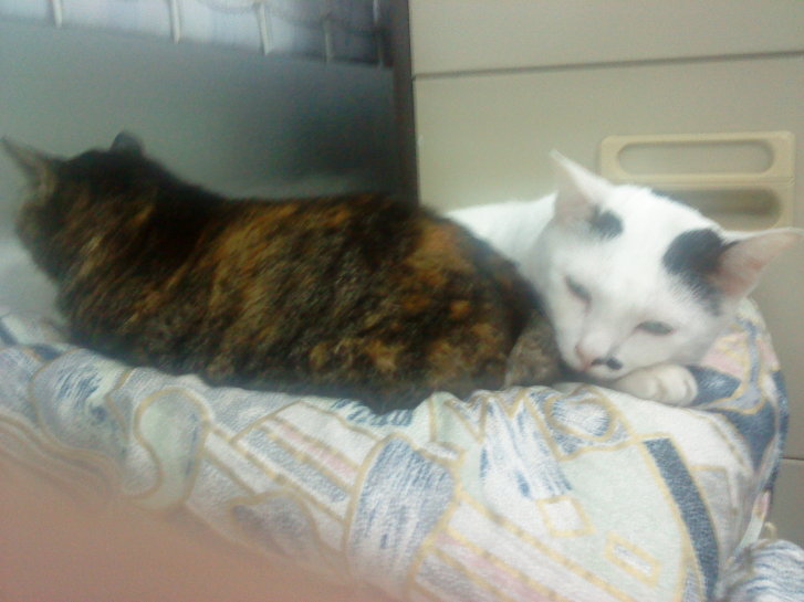 Picture of a cat / kitten / feline