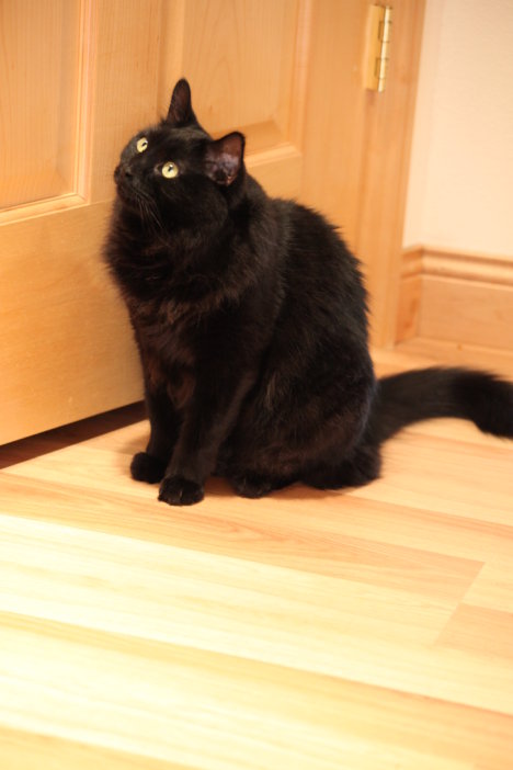 Picture of a cat / kitten / feline