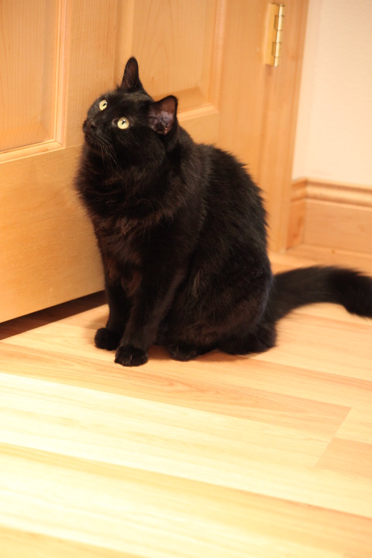 Picture of a cat / kitten / feline