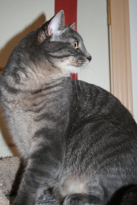 Picture of a cat / kitten / feline