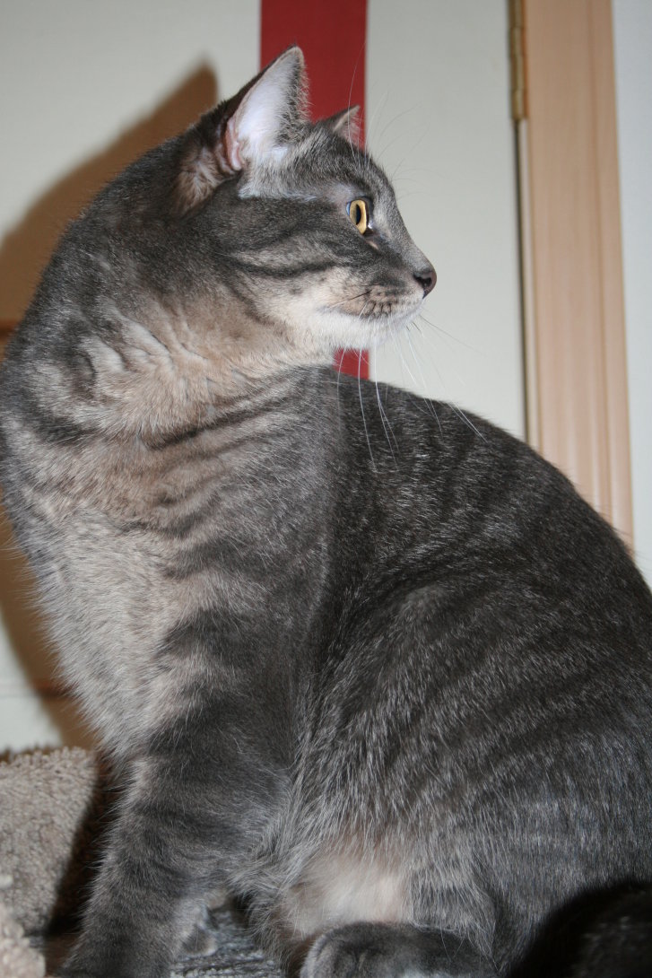 Picture of a cat / kitten / feline