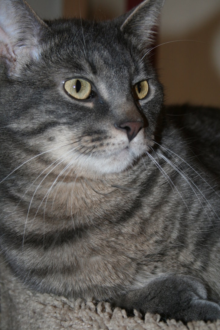 Picture of a cat / kitten / feline