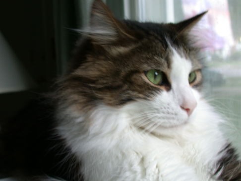 Picture of a cat / kitten / feline