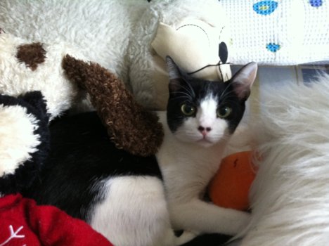 Picture of a cat / kitten / feline