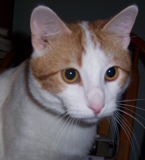 Picture of a cat / kitten / feline