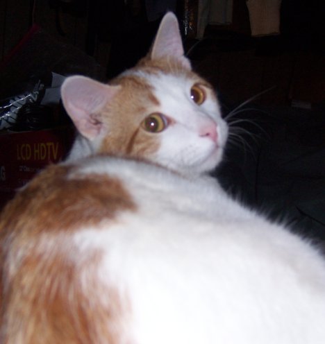 Picture of a cat / kitten / feline