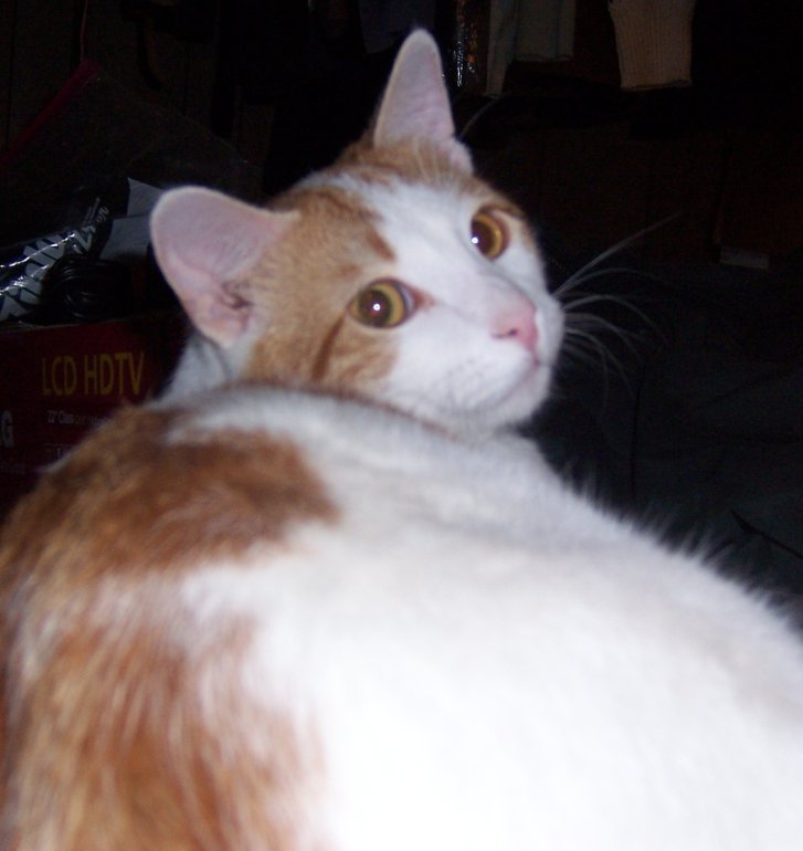 Picture of a cat / kitten / feline