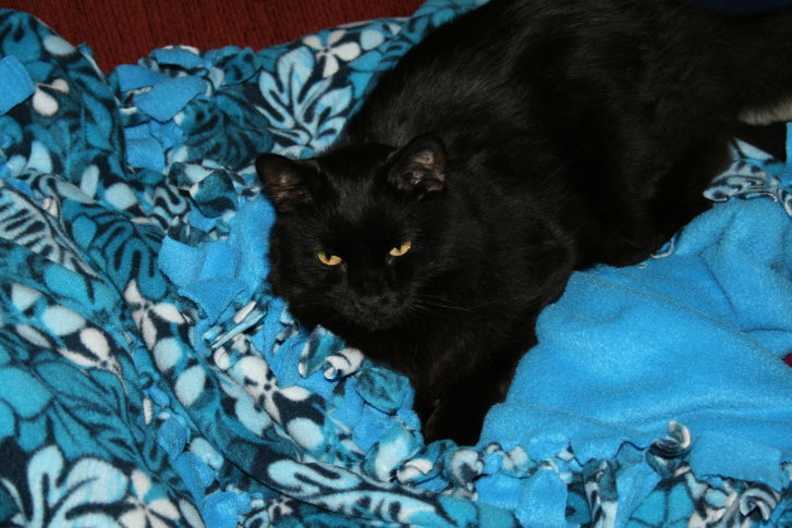 Picture of a cat / kitten / feline