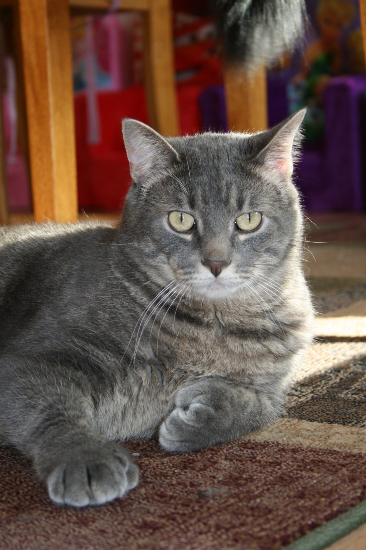 Picture of a cat / kitten / feline