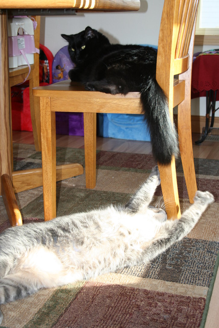 Picture of a cat / kitten / feline