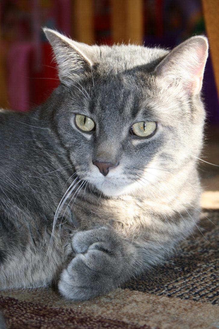 Picture of a cat / kitten / feline