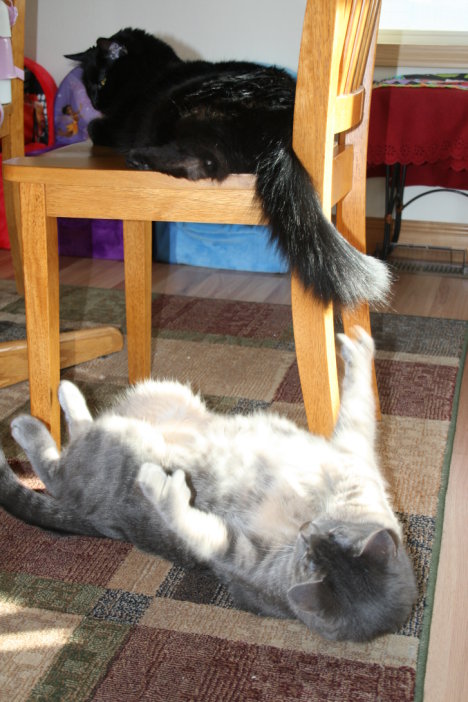 Picture of a cat / kitten / feline