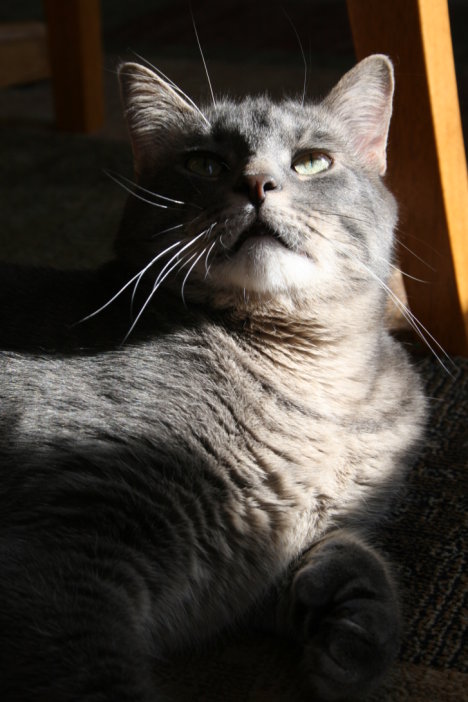 Picture of a cat / kitten / feline