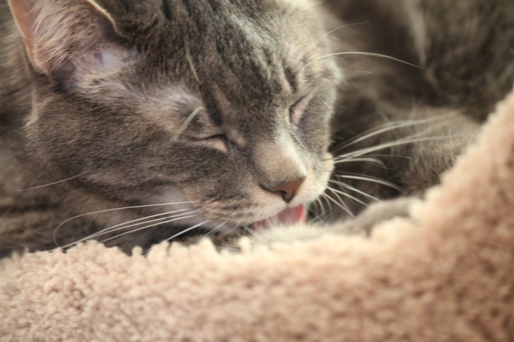 Picture of a cat / kitten / feline