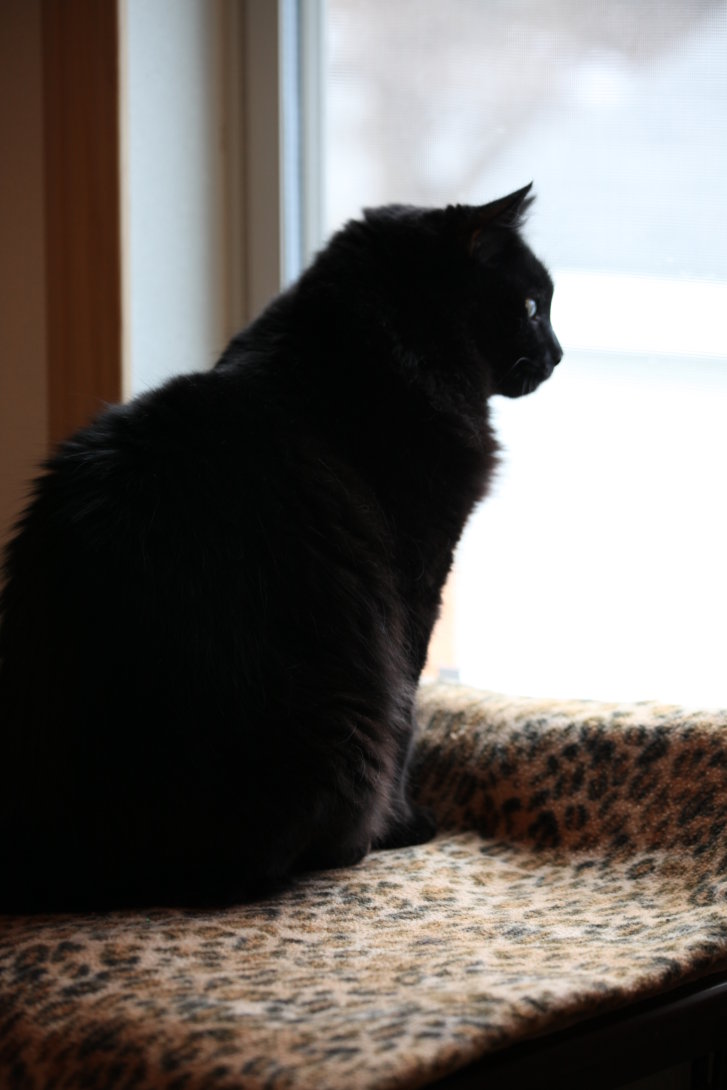 Picture of a cat / kitten / feline