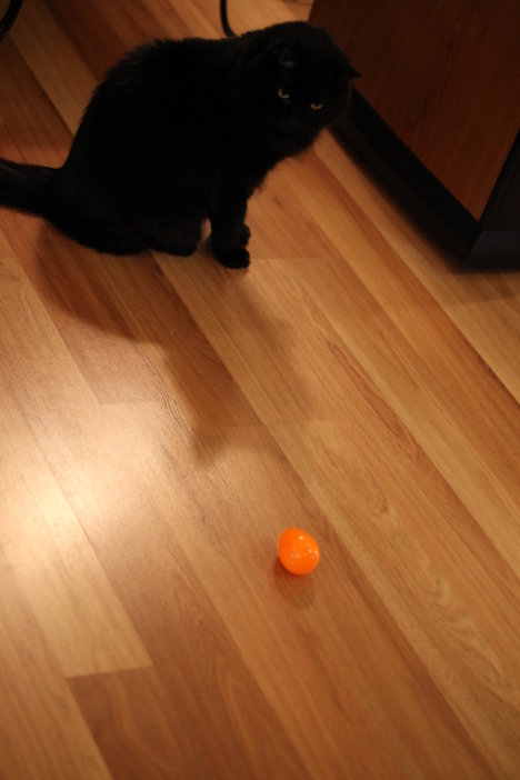 Picture of a cat / kitten / feline