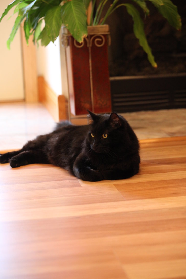 Picture of a cat / kitten / feline