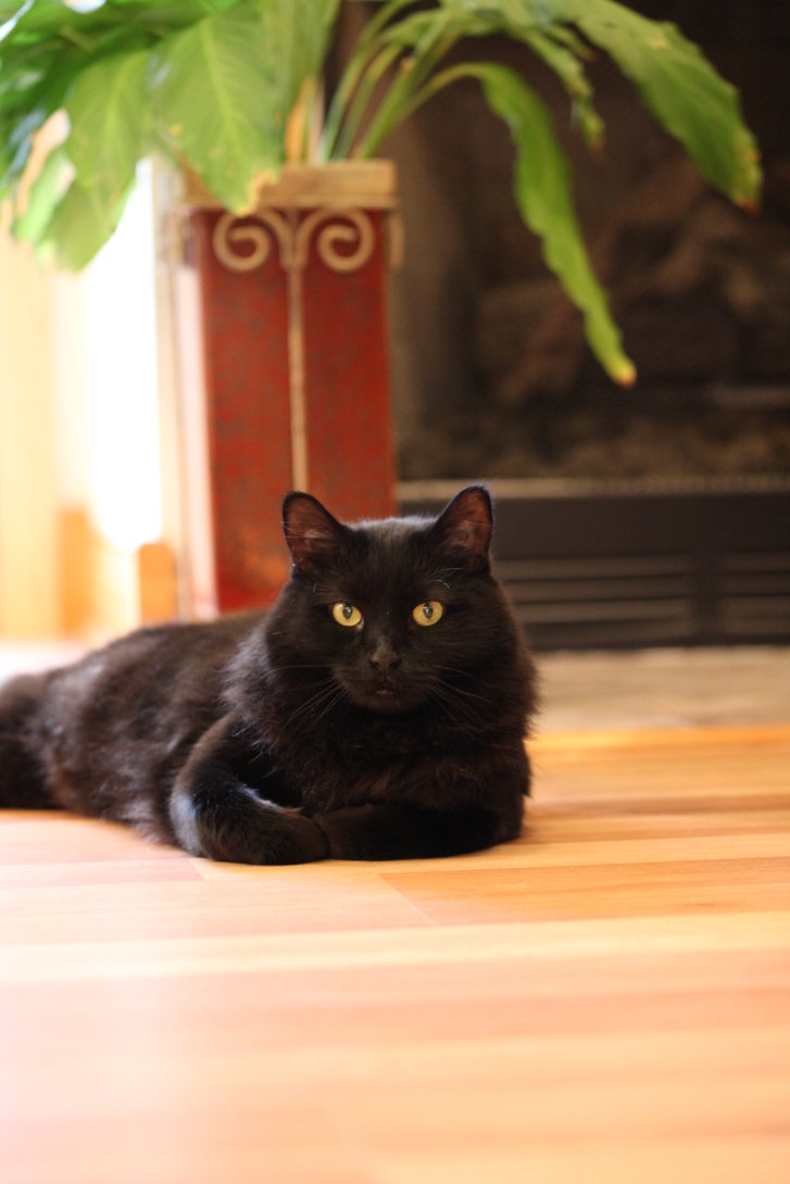 Picture of a cat / kitten / feline