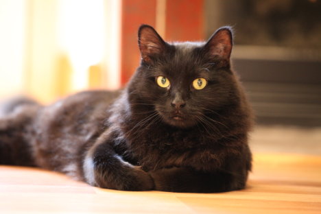 Picture of a cat / kitten / feline