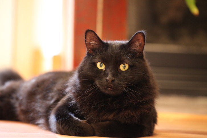 Picture of a cat / kitten / feline