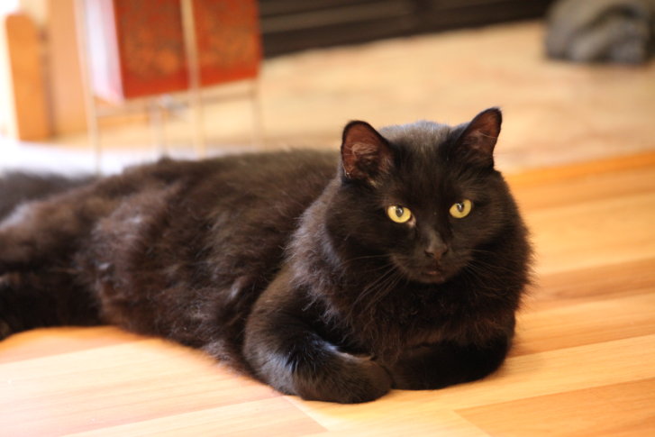 Picture of a cat / kitten / feline