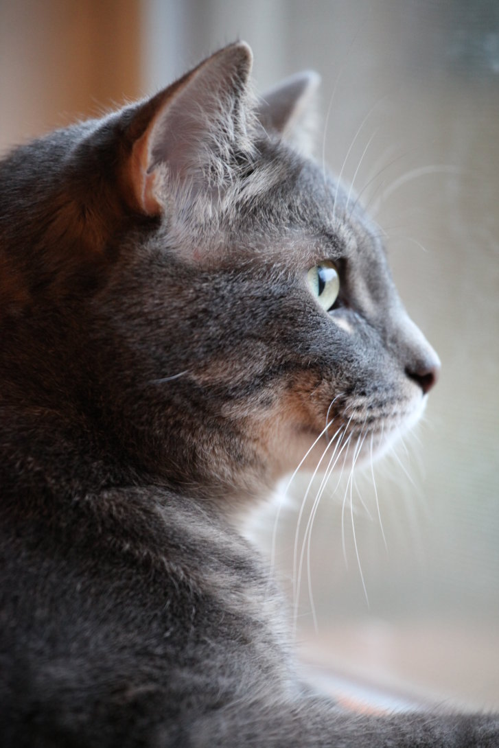 Picture of a cat / kitten / feline