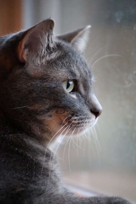 Picture of a cat / kitten / feline