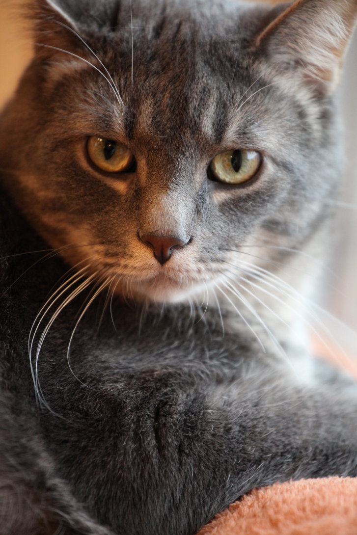 Picture of a cat / kitten / feline