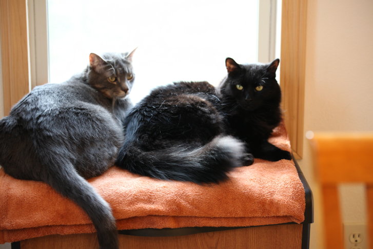 Picture of a cat / kitten / feline