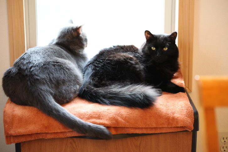 Picture of a cat / kitten / feline