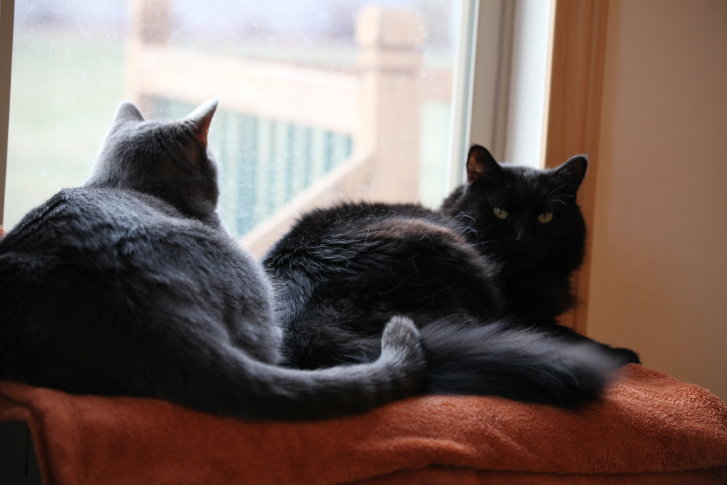 Picture of a cat / kitten / feline