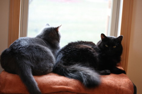 Picture of a cat / kitten / feline