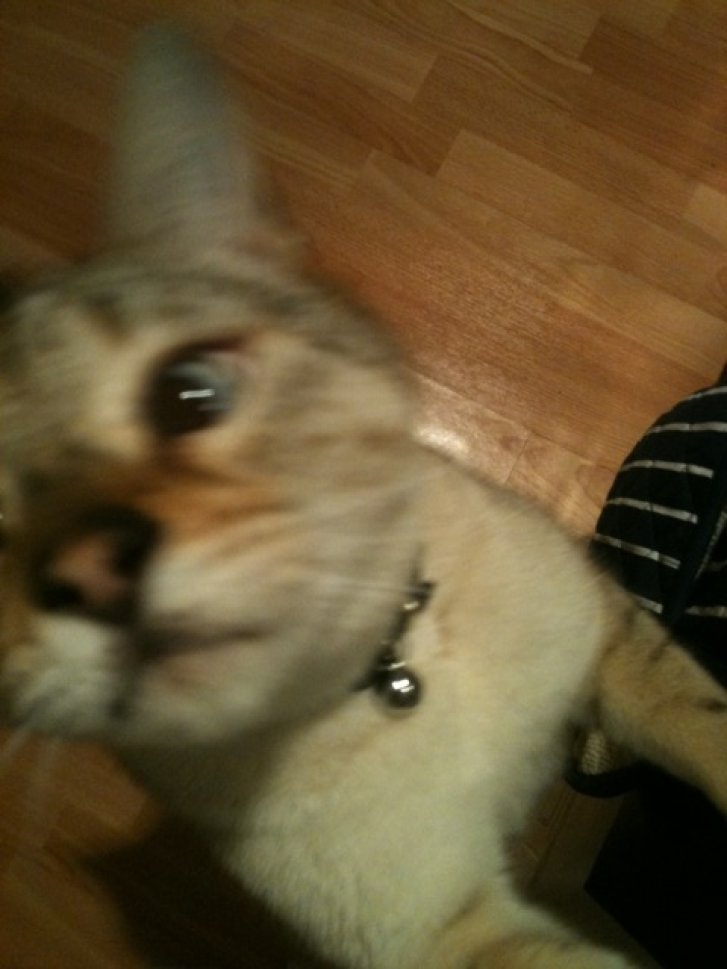 Picture of a cat / kitten / feline