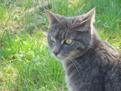 Picture of a cat / kitten / feline