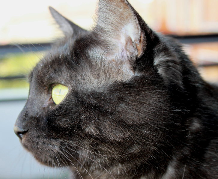 Picture of a cat / kitten / feline