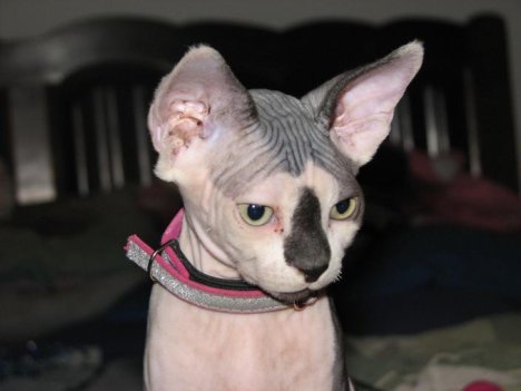 Picture of a cat / kitten / feline