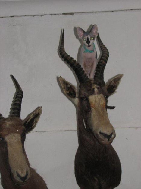 Picture of a cat / kitten / feline