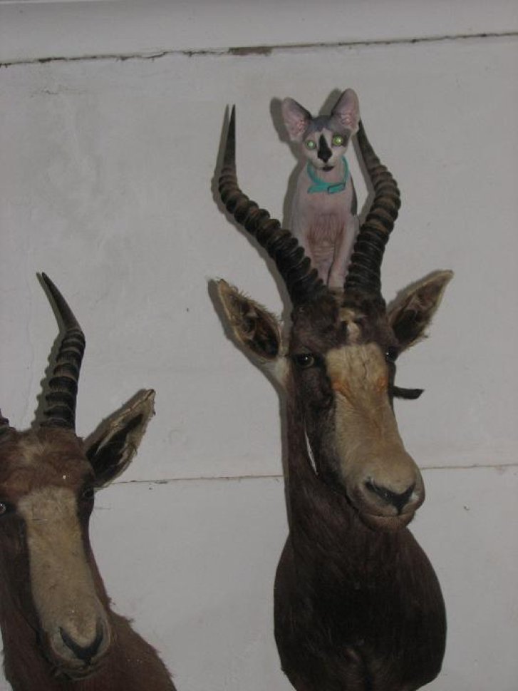 Picture of a cat / kitten / feline