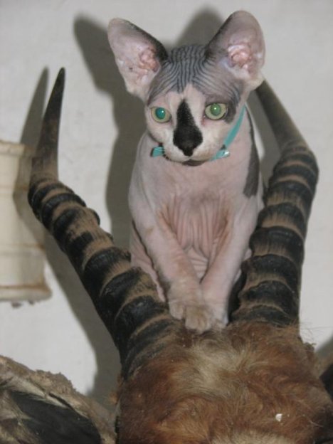 Picture of a cat / kitten / feline